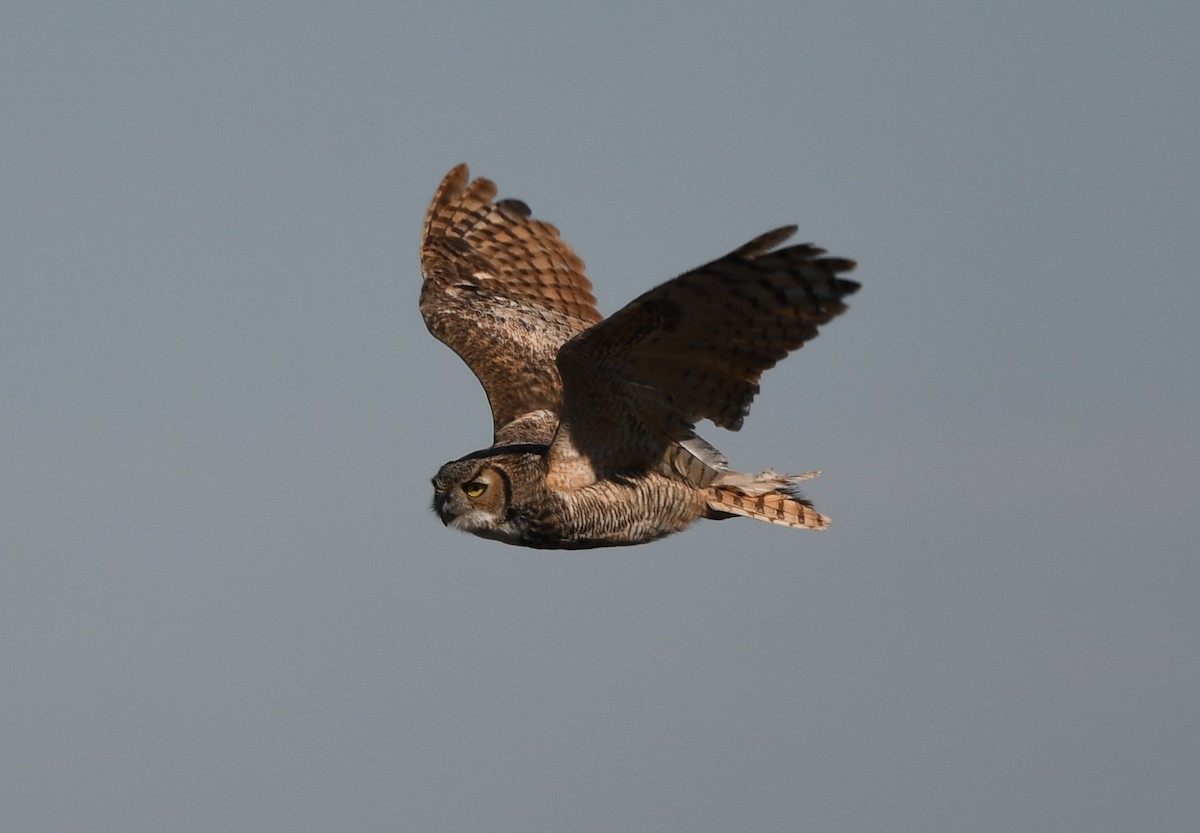 Great Horned Owl - ML612138146