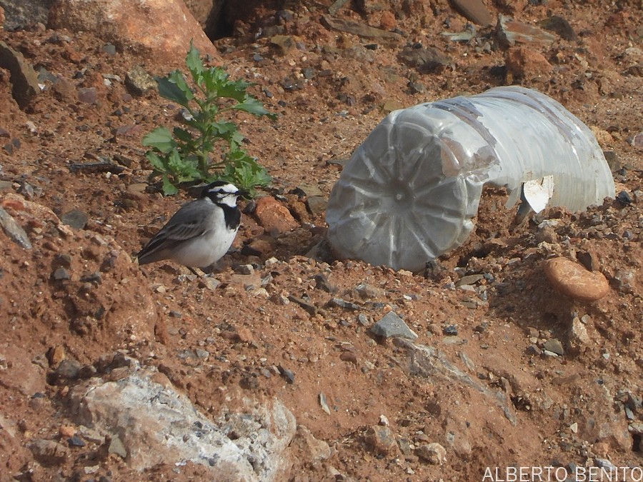 White Wagtail (Moroccan) - ML612138257