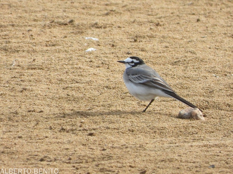 White Wagtail (Moroccan) - ML612138258