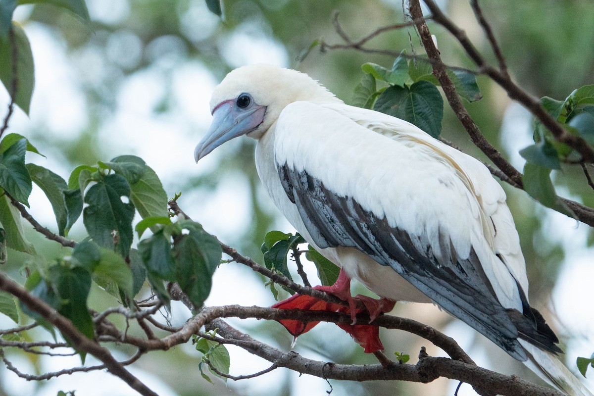 Red-footed Booby - ML612138294
