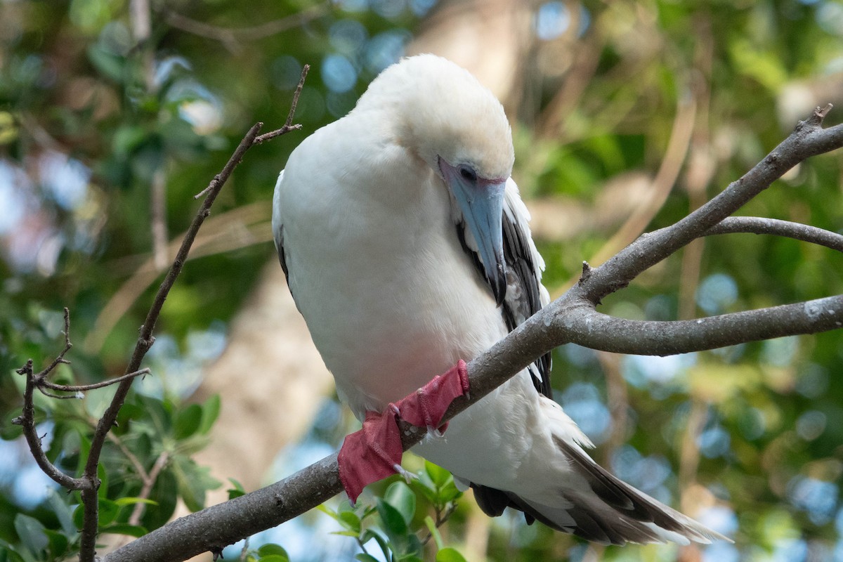 Red-footed Booby - ML612138295