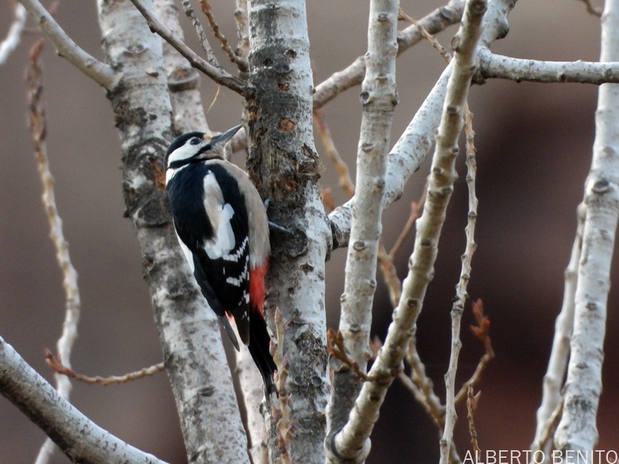 Great Spotted Woodpecker (Atlas) - ML612138298