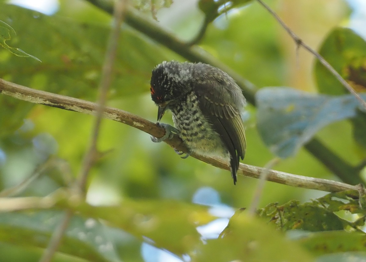 Ocellated Piculet - ML612138419