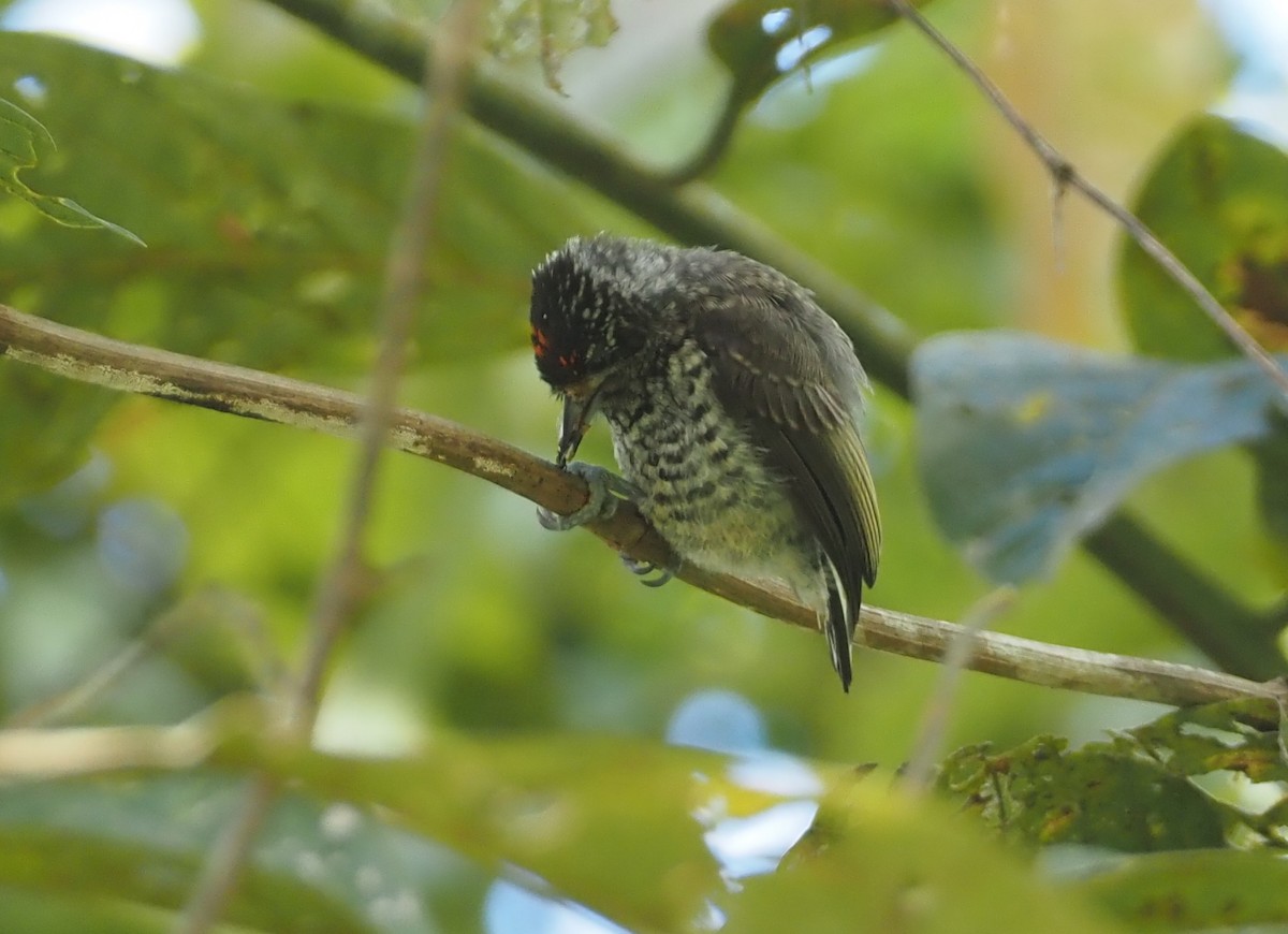 Ocellated Piculet - ML612138432
