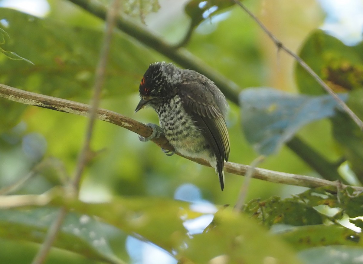 Ocellated Piculet - ML612138437