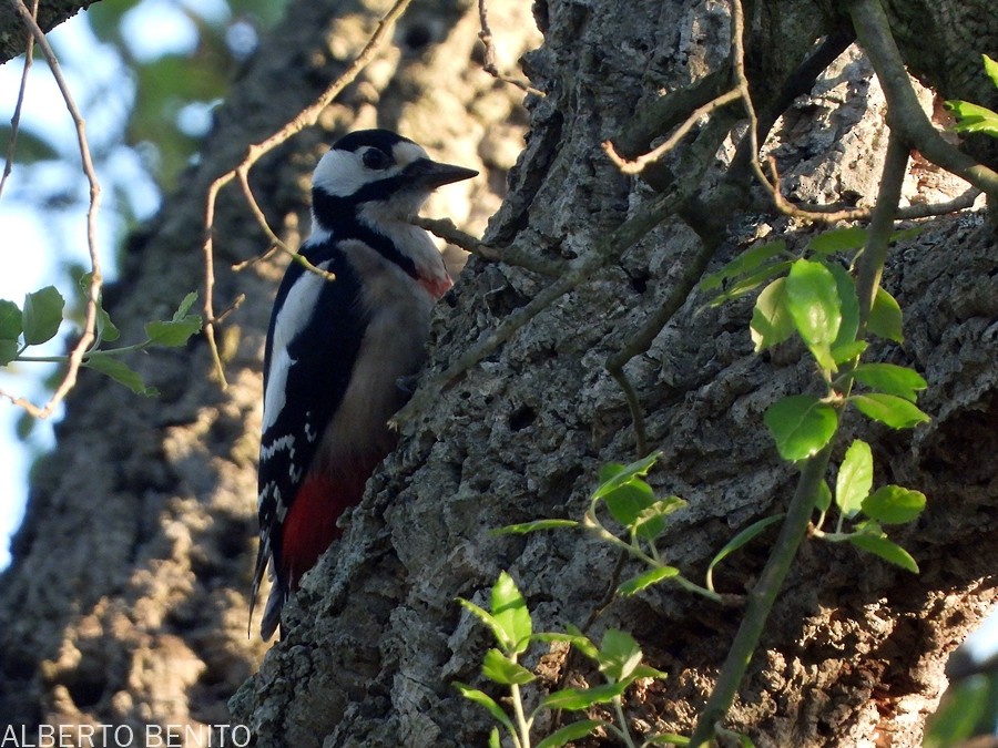 Great Spotted Woodpecker (Atlas) - ML612138462