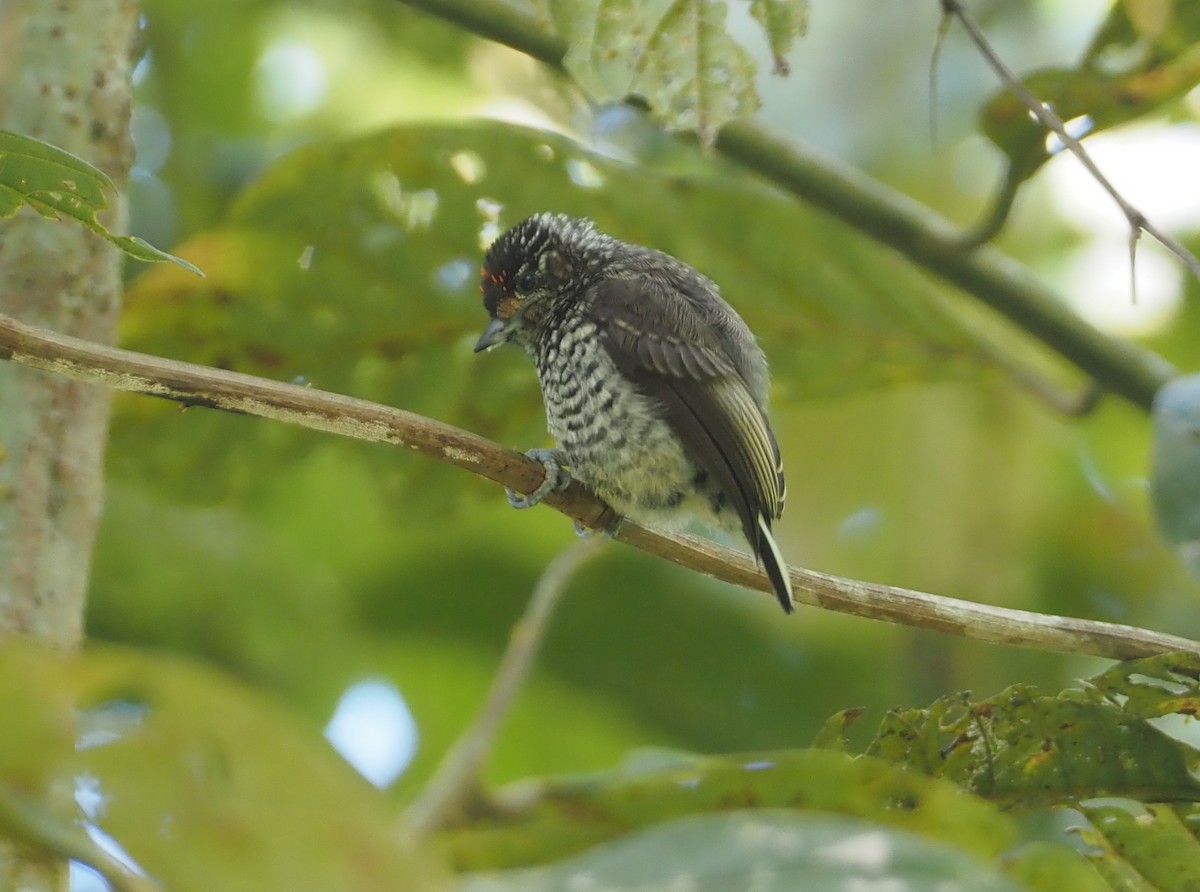 Ocellated Piculet - ML612138492