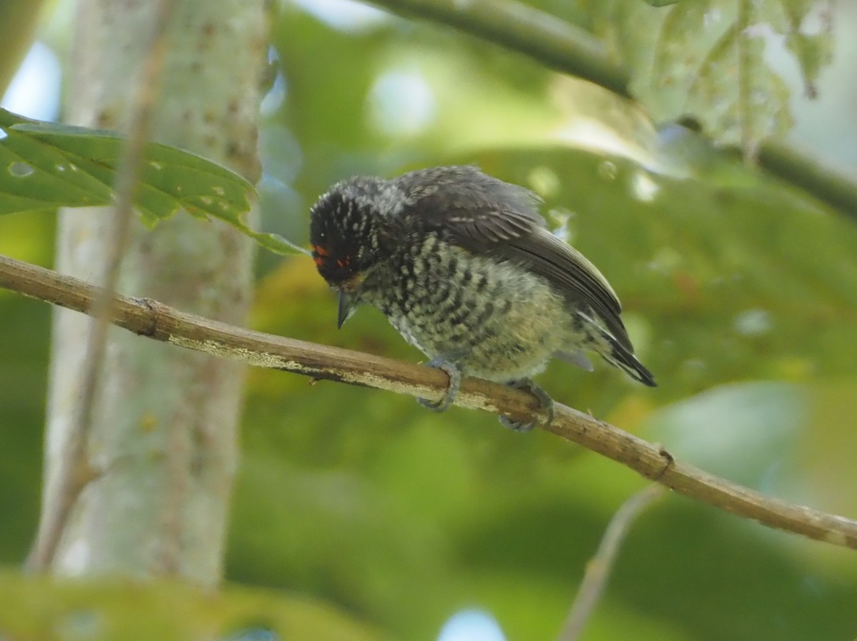 Ocellated Piculet - ML612138506