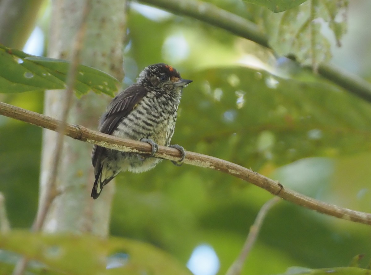 Ocellated Piculet - Stephan Lorenz