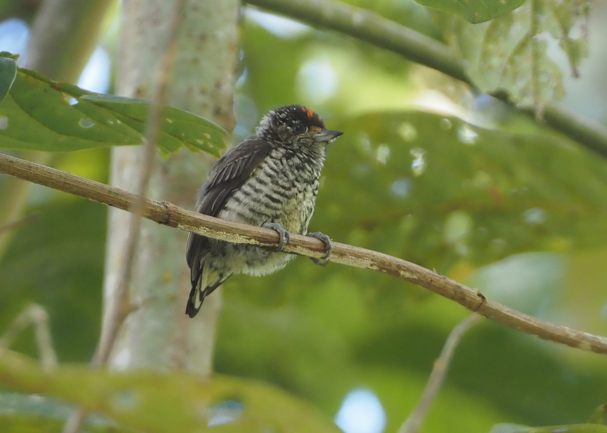 Ocellated Piculet - ML612138547