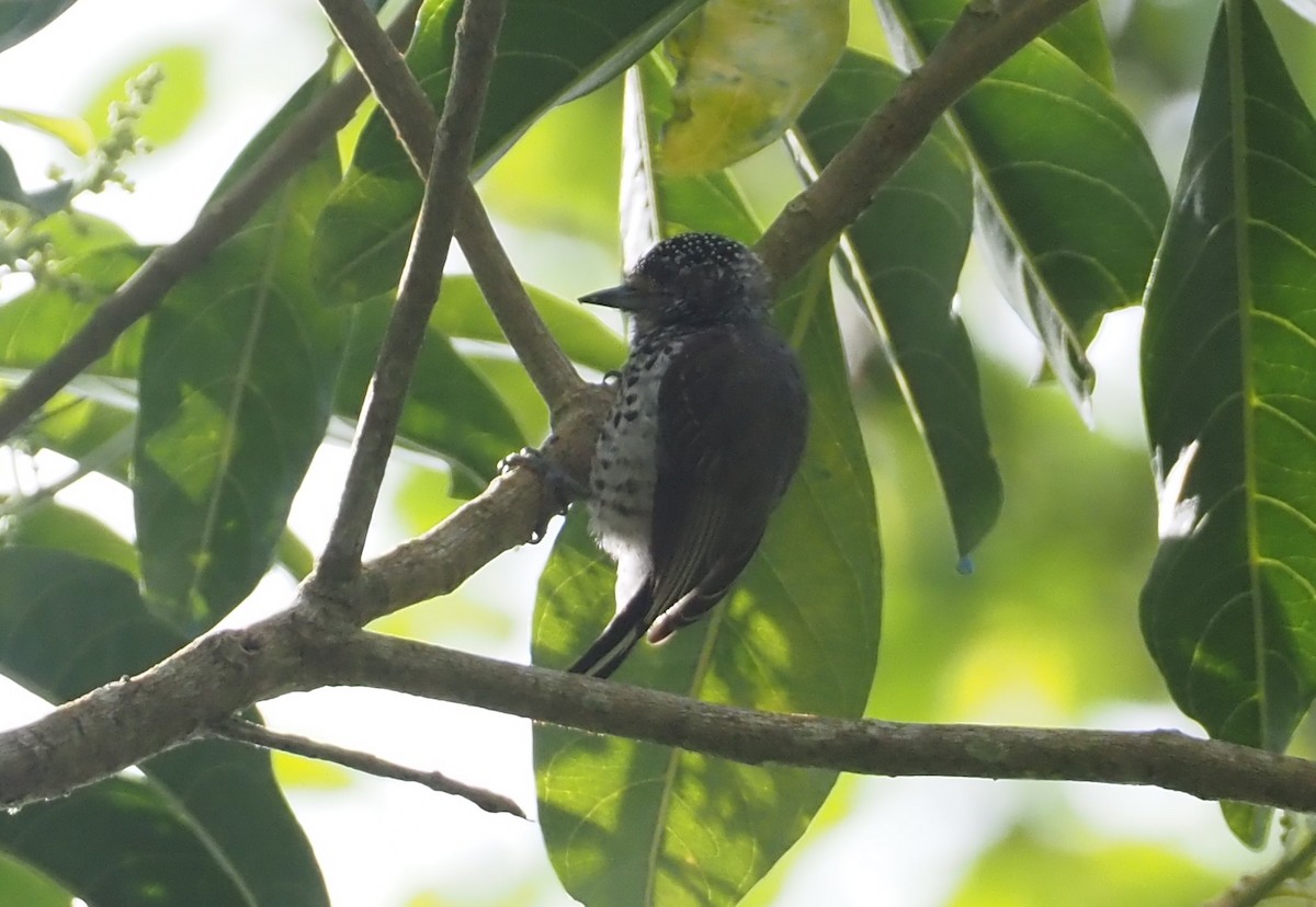 Ocellated Piculet - ML612138598