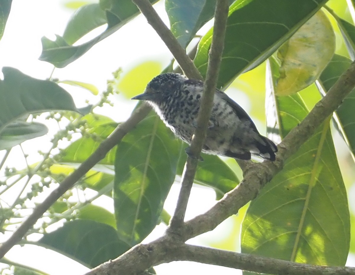 Ocellated Piculet - ML612138644