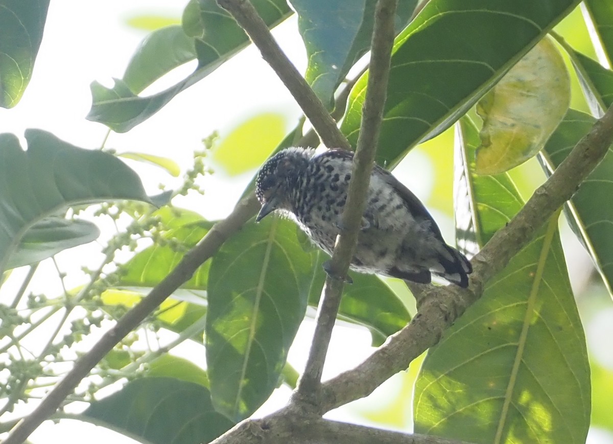 Ocellated Piculet - ML612138650