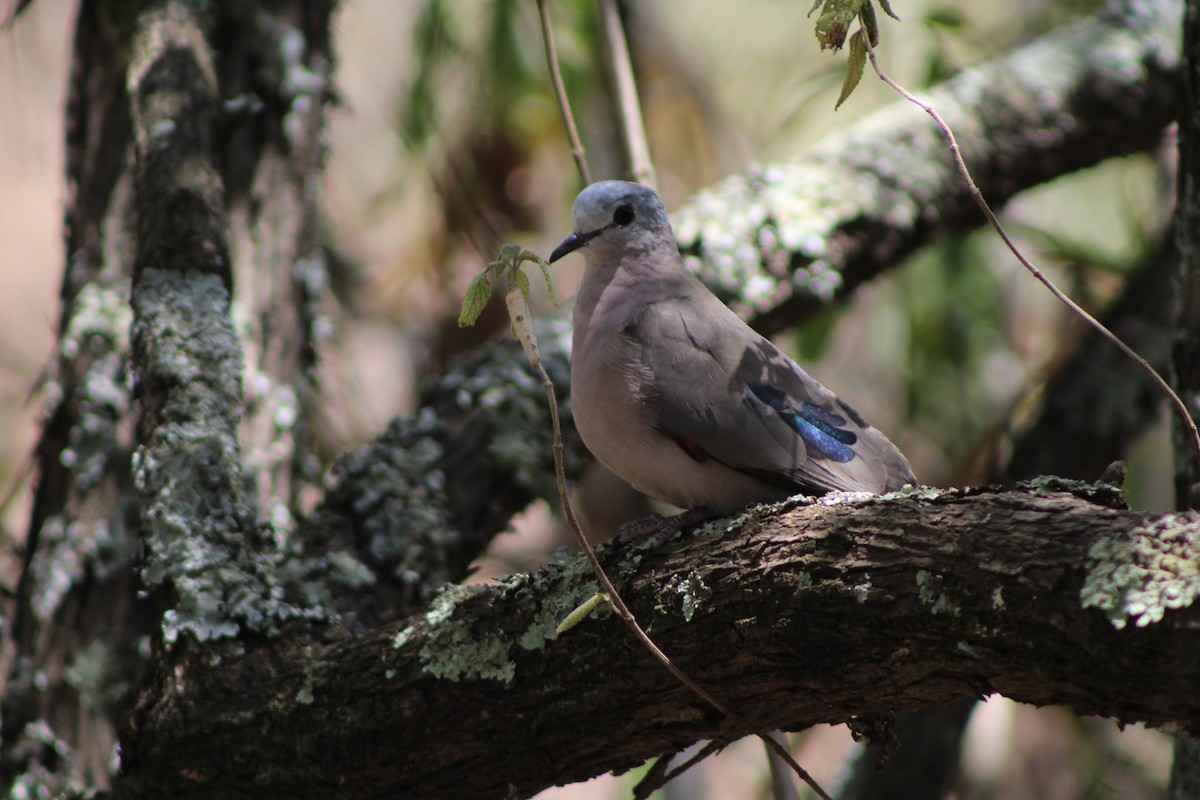 Emerald-spotted Wood-Dove - ML612138834
