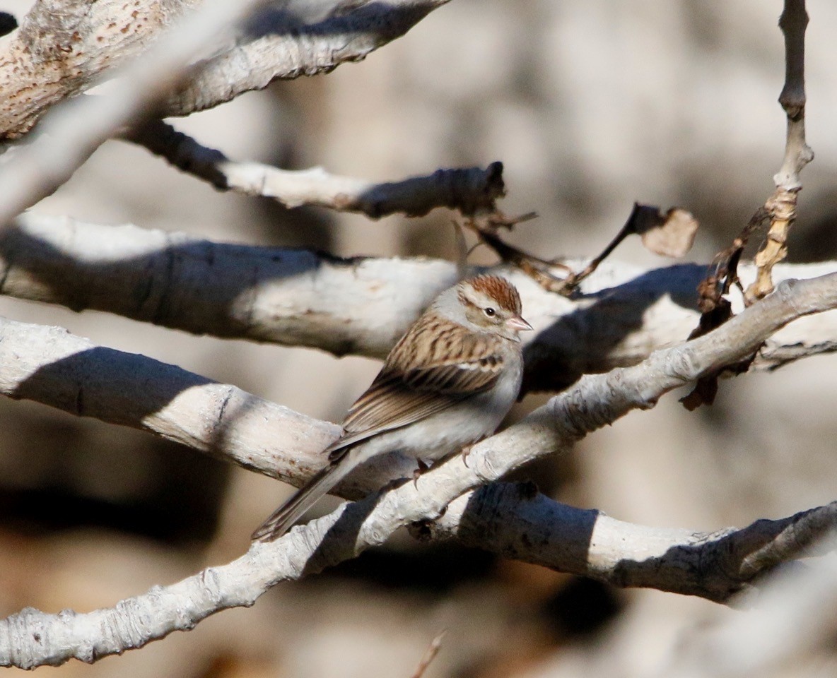 Chipping Sparrow - ML612139291
