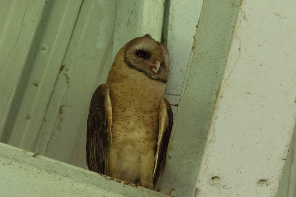 Barn Owl (Lesser Antilles) - ML612139362