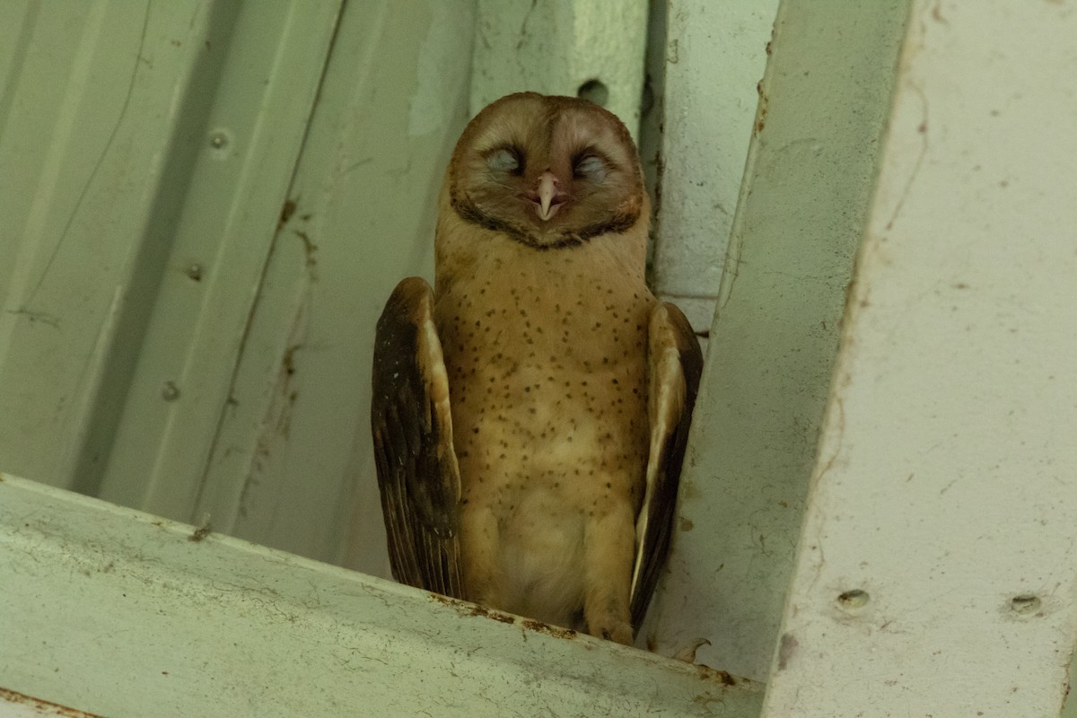 Barn Owl (Lesser Antilles) - ML612139363