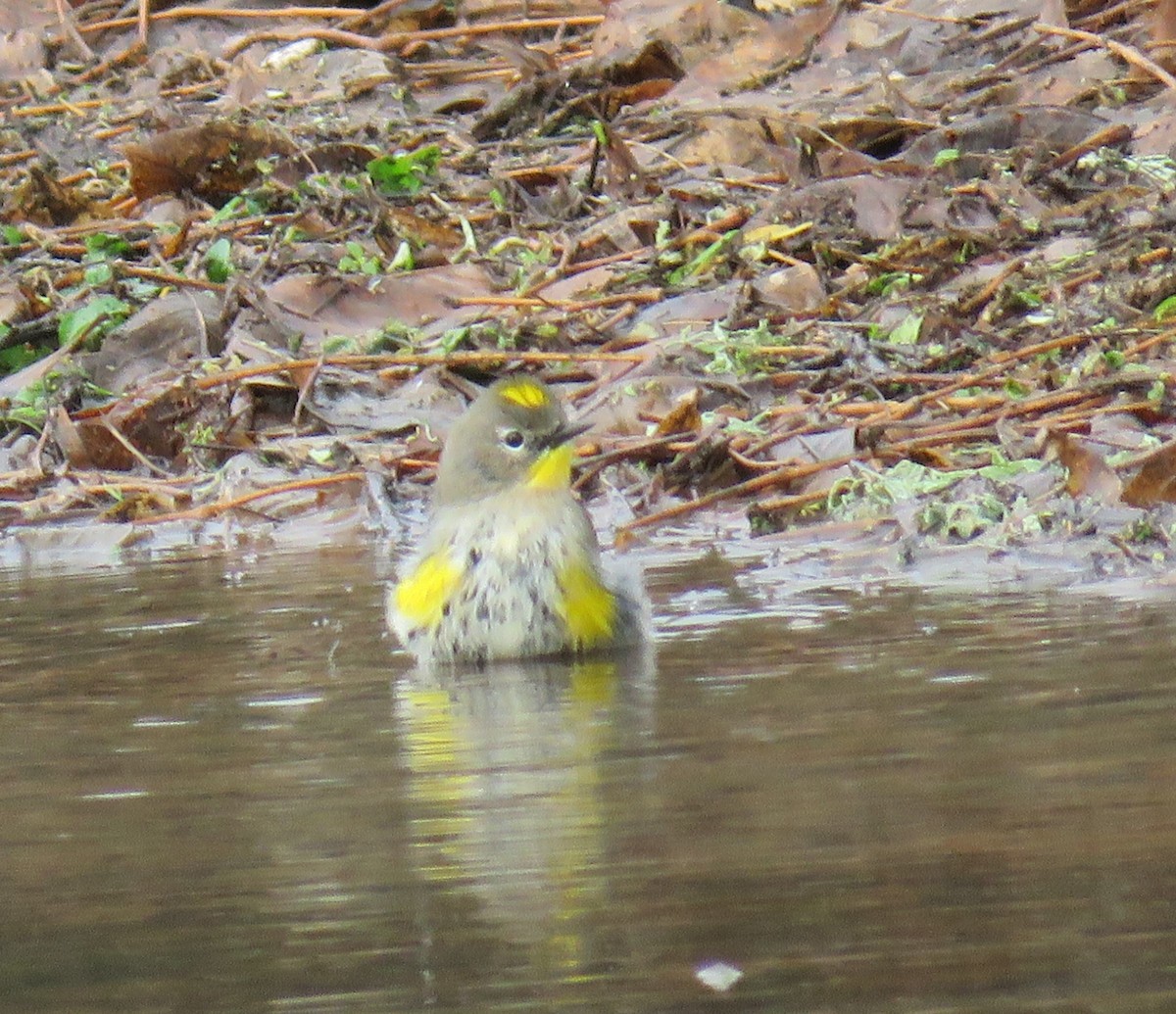 Yellow-rumped Warbler (Audubon's) - ML612139608
