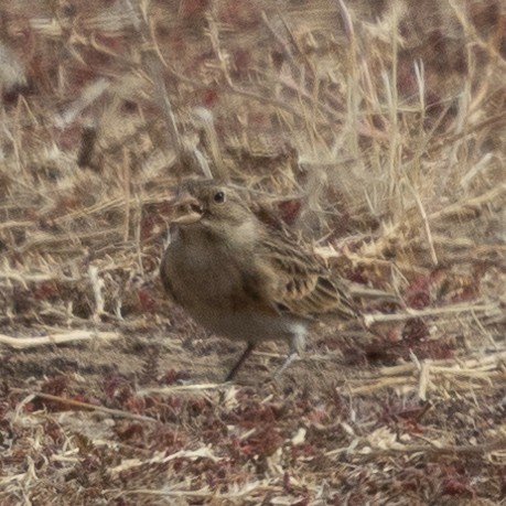 Thick-billed Longspur - ML612139652