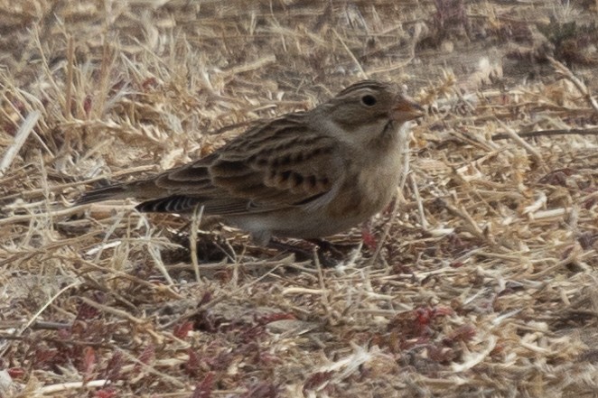 Thick-billed Longspur - ML612139653