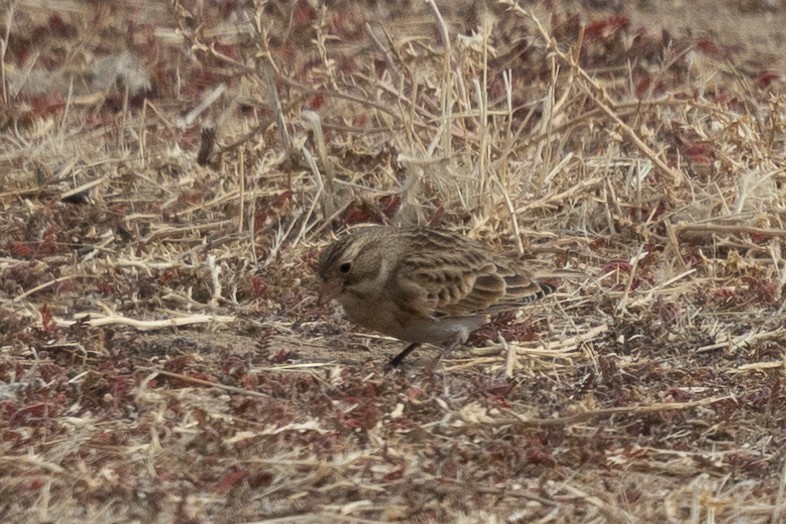 Thick-billed Longspur - ML612139654