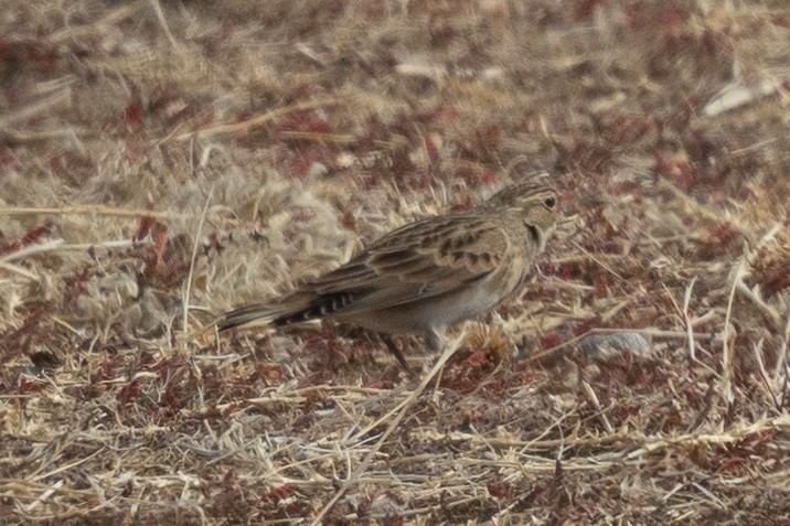 Thick-billed Longspur - ML612139655