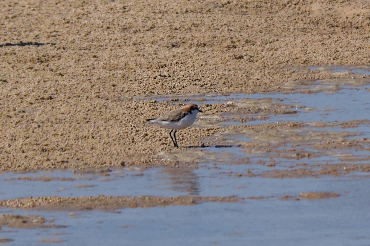 Red-capped Plover - ML612139656