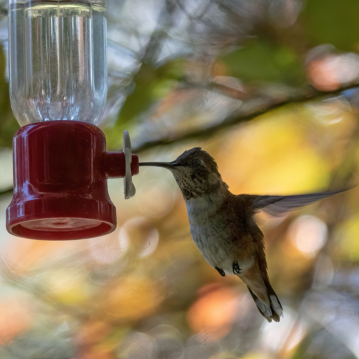 Rufous Hummingbird - ML612139734