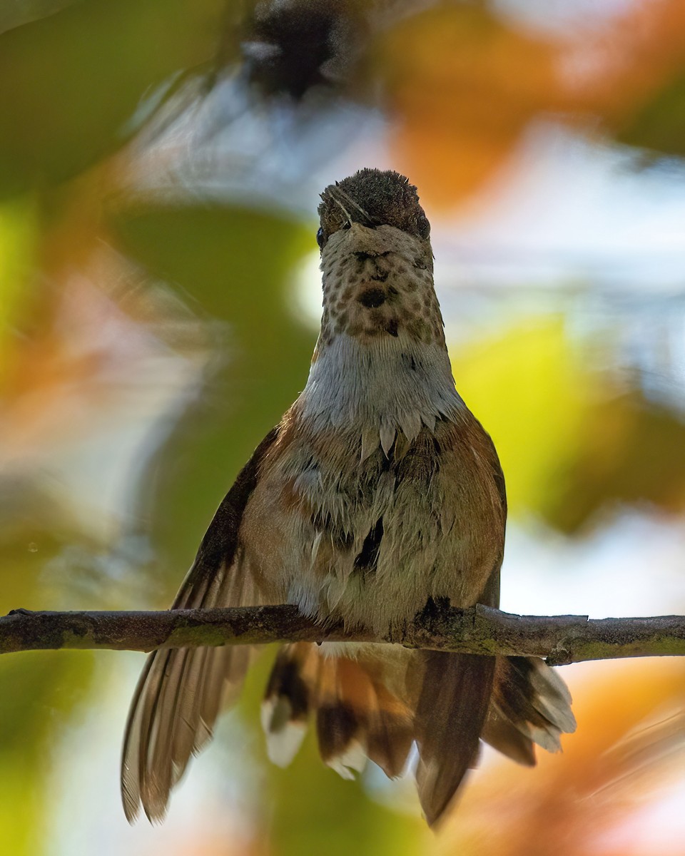 Rufous Hummingbird - Matthew Dell