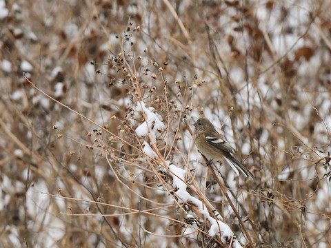 Red-flanked Bluetail – Wild Beijing 北京自然