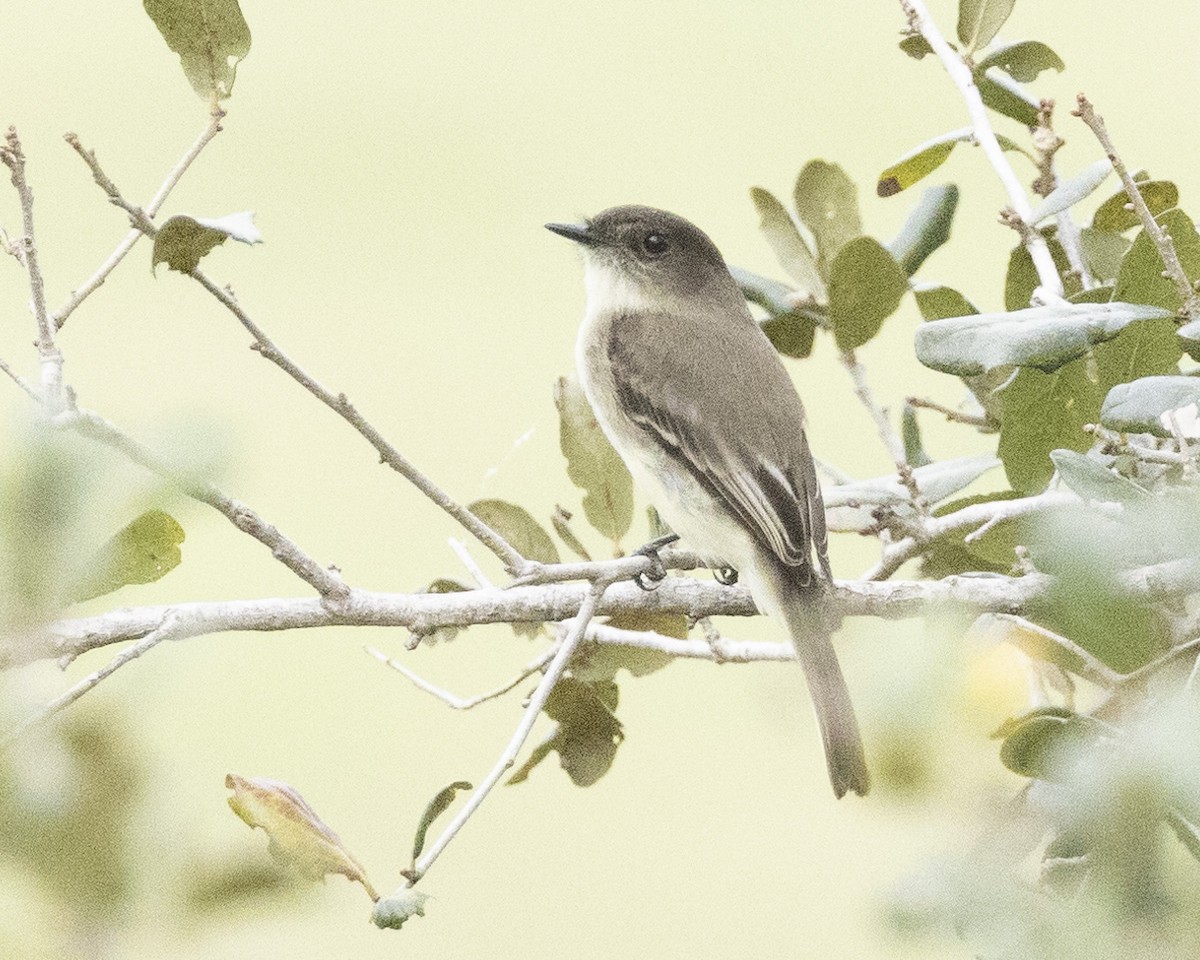 Ebird Checklist Dec The Celery Fields Species