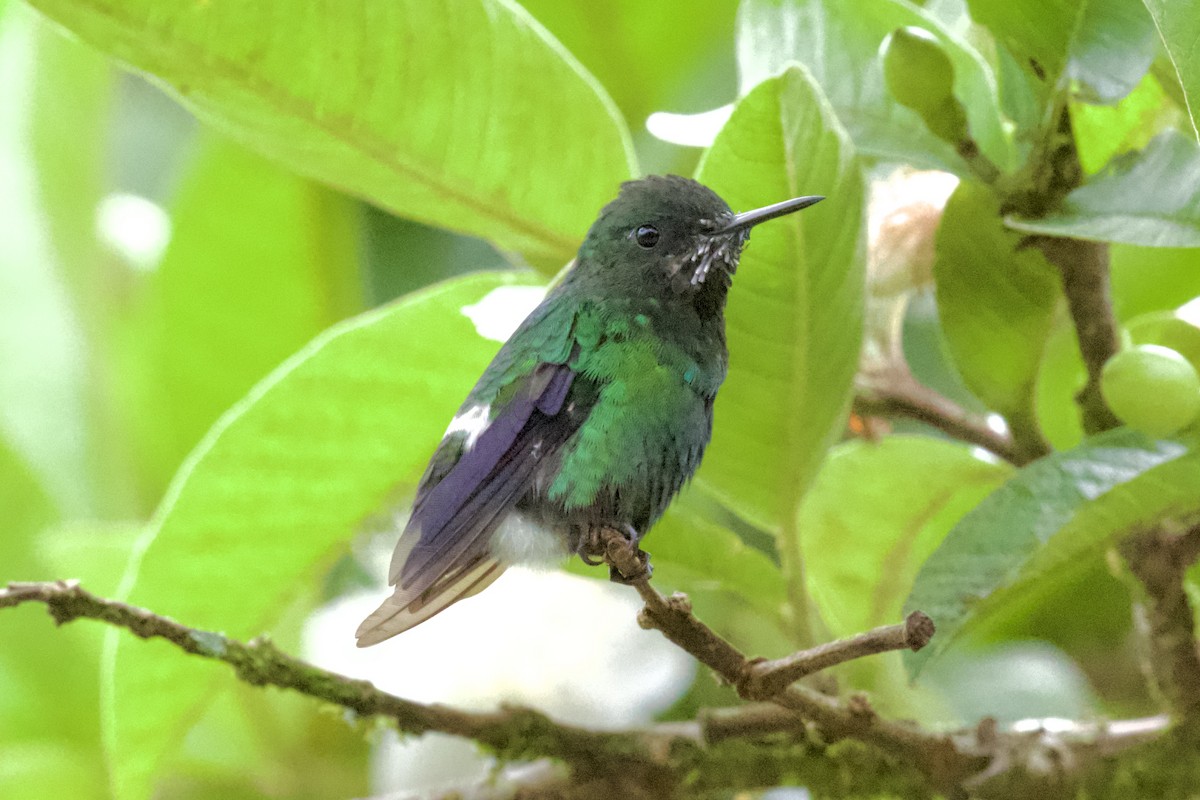 kolibřík trnoocasý - ML612141456