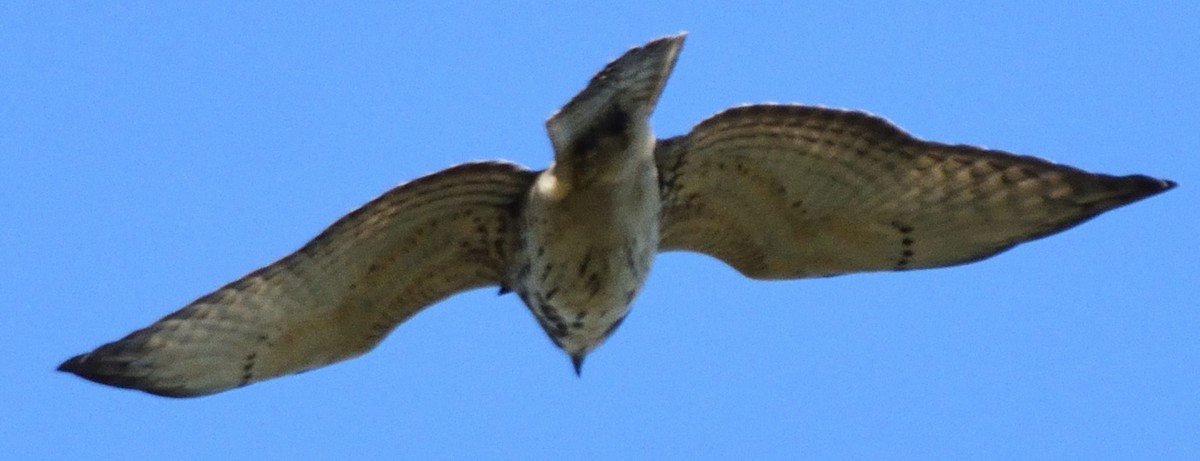 Broad-winged Hawk - ML612141818