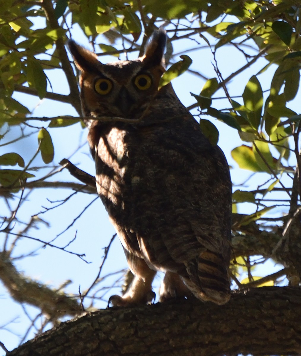 Great Horned Owl - ML612141883