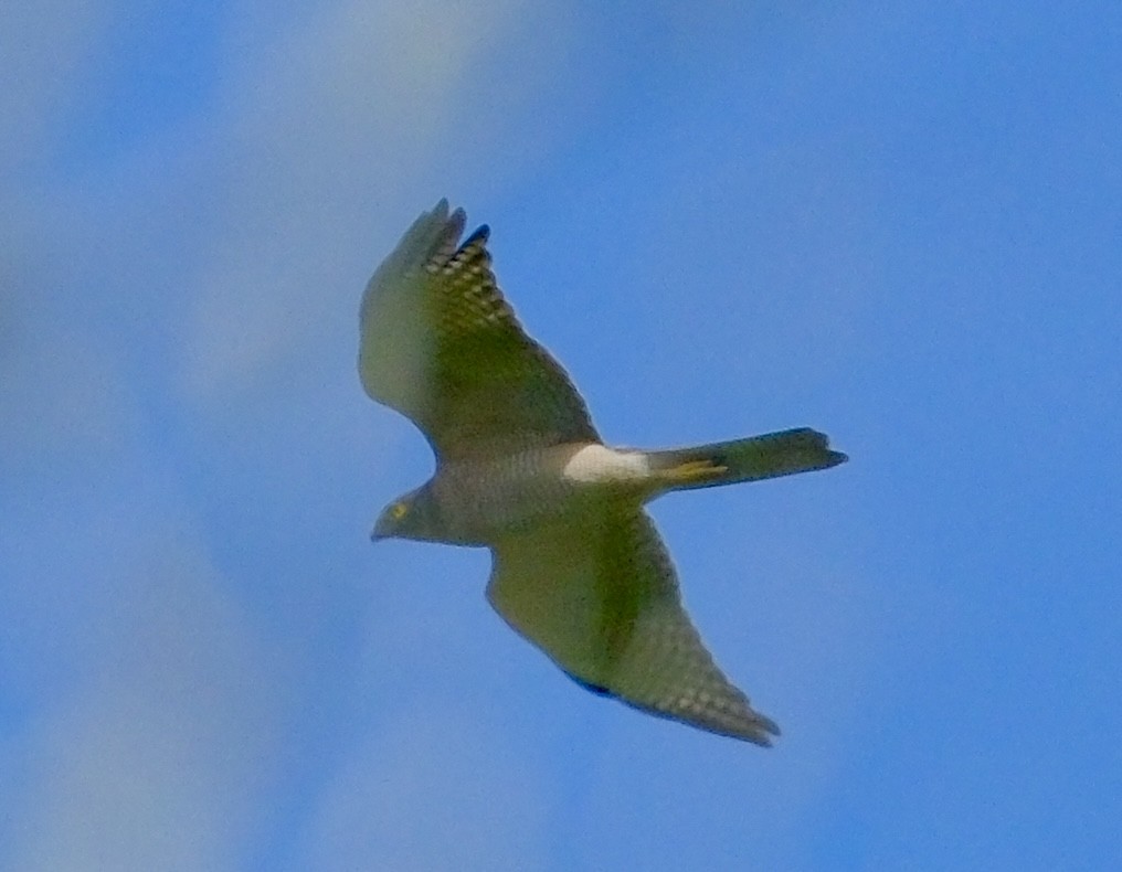 Collared Sparrowhawk - ML612141999