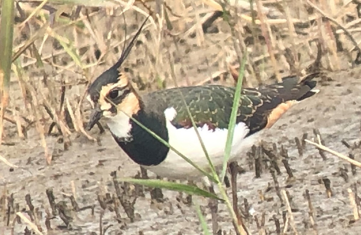 Northern Lapwing - MIAOLING HSIEH
