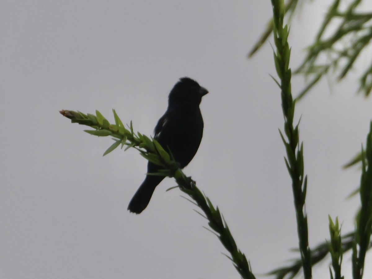 Variable Seedeater - ML612143071