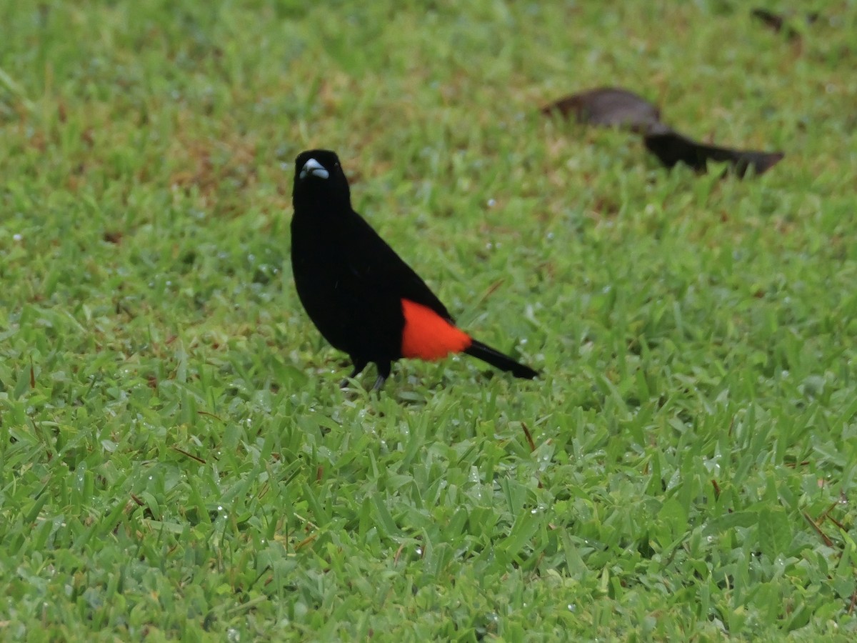 Scarlet-rumped Tanager - ML612143255