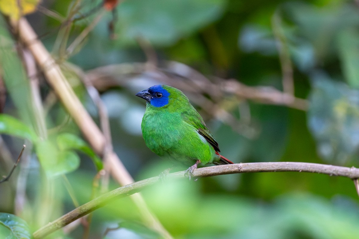 Blue-faced Parrotfinch - ML612143366