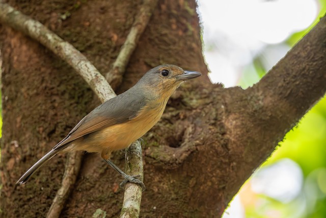 Bower's Shrike-thrush (Colluricincla boweri) - Wet Tropics endemic bird, Queensland Australia