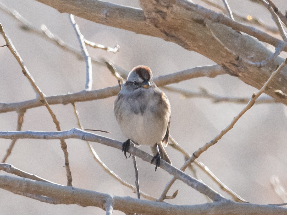 American Tree Sparrow - ML612143697