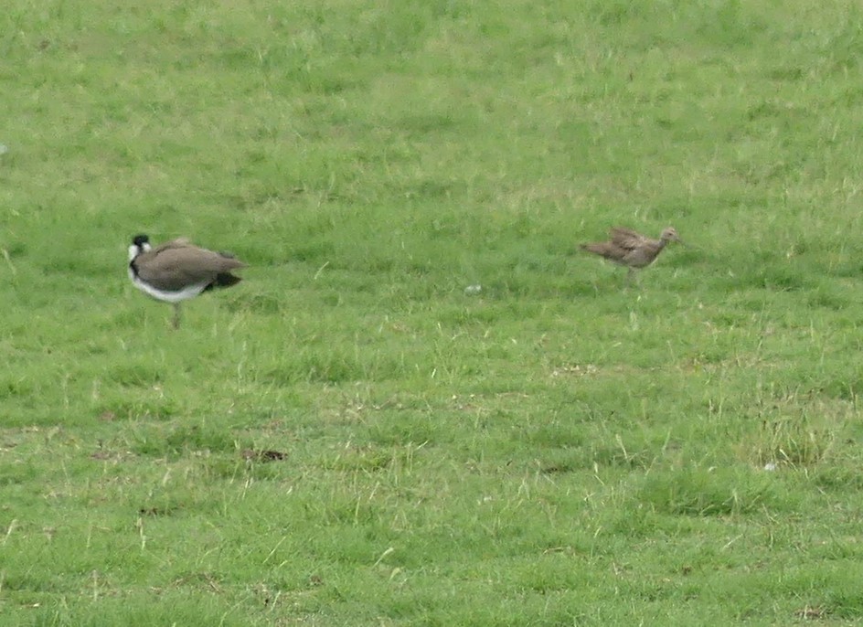 eBird Australia Checklist - 12 Dec 2023 - Greenfield Turf Farm (Cribb ...