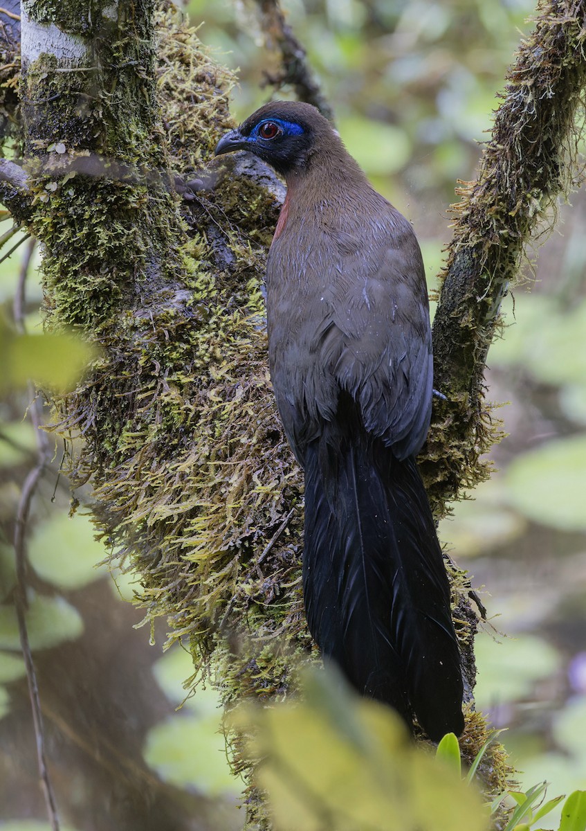 Red-breasted Coua - ML612144530