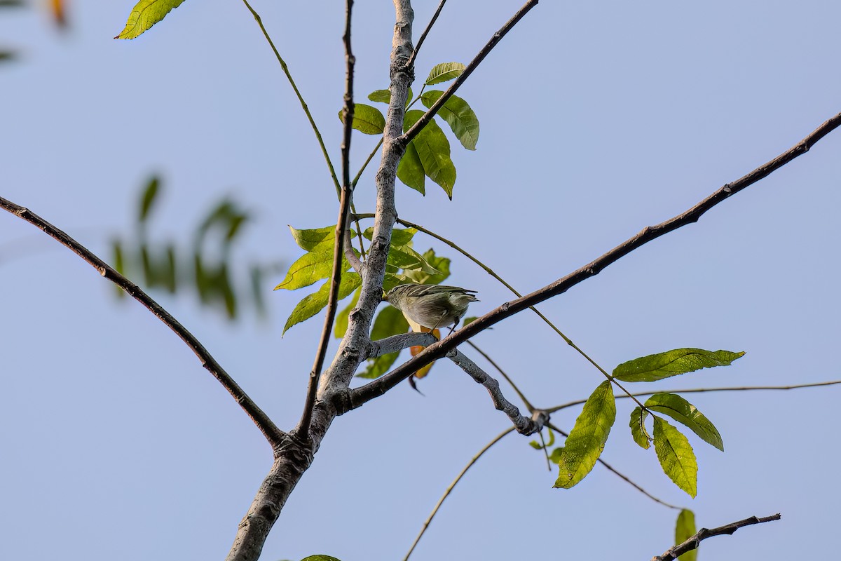 Yellow-browed Warbler - Songpon Sungngam