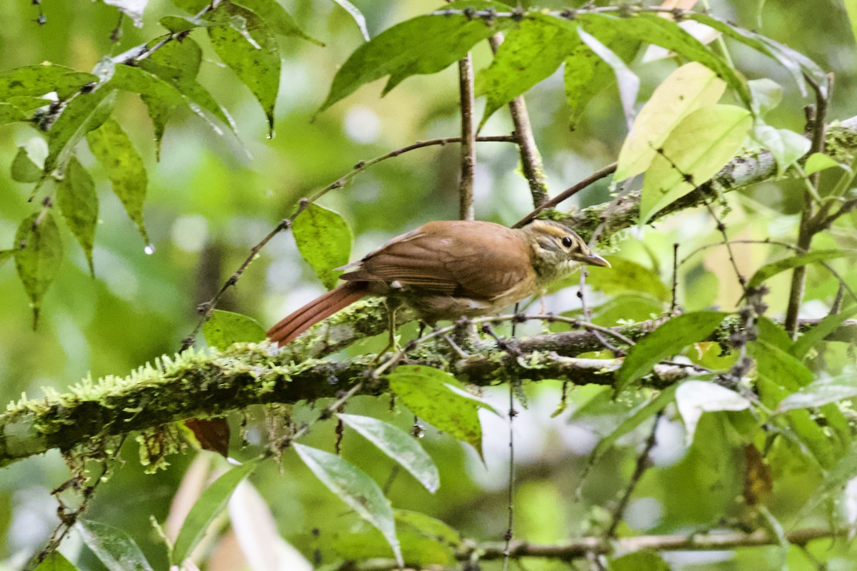 Scaly-throated Foliage-gleaner - Christopher Veale