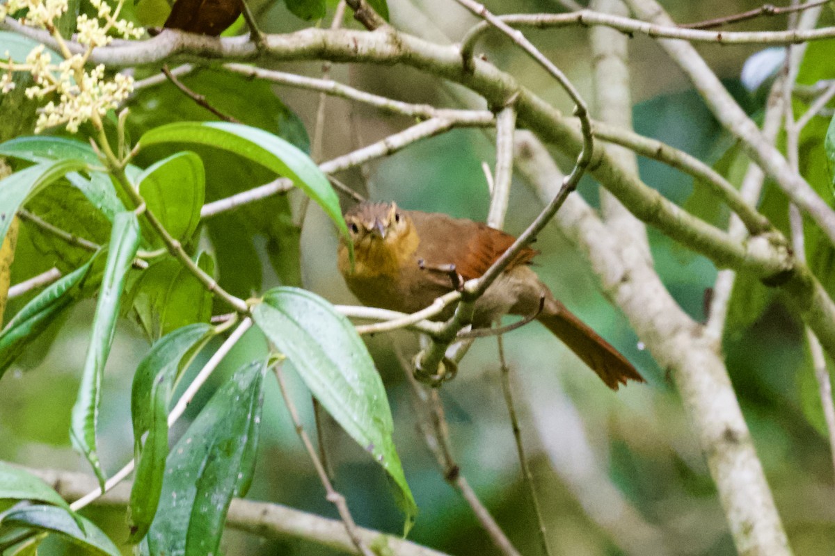 Buff-fronted Foliage-gleaner - Christopher Veale