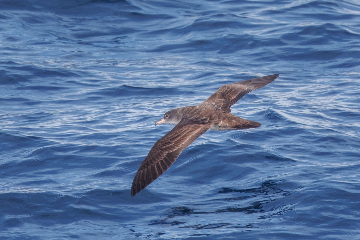 Pink-footed Shearwater - ML612144974
