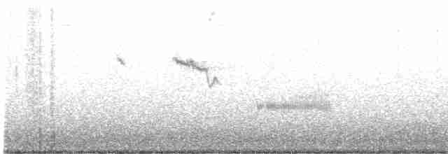 Mirlo Acuático Norteamericano - ML612145084