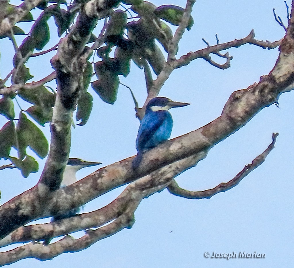 Lazuli Kingfisher - Joseph Morlan