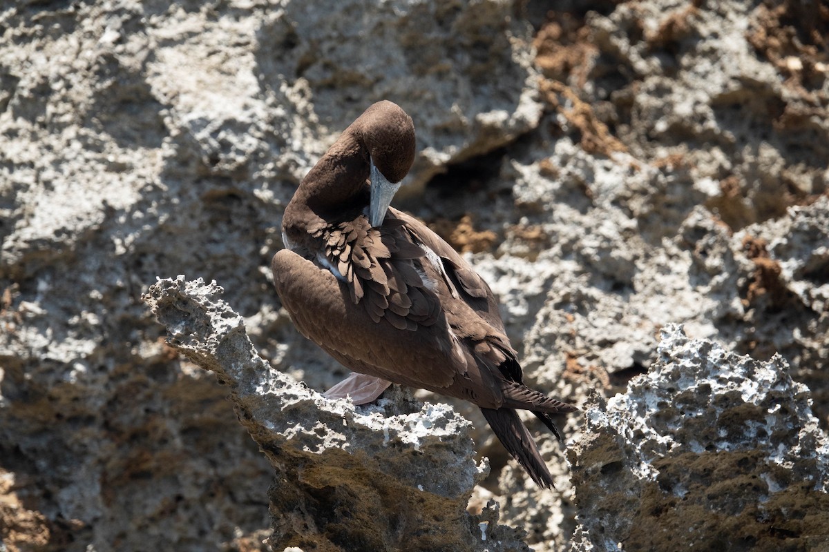 Brown Booby - Jan Lile